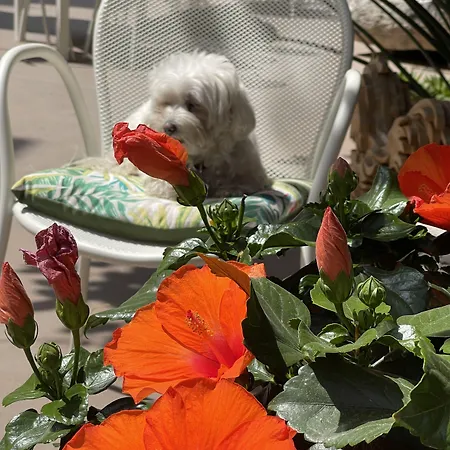 فندق مبيت وإفطار Liddo Boutique بارليتا